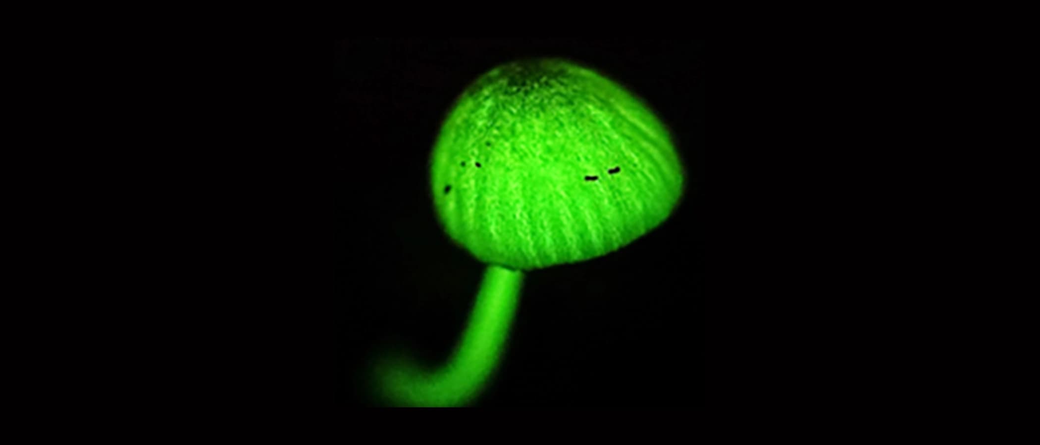 暗所で緑色に光る発光キノコ