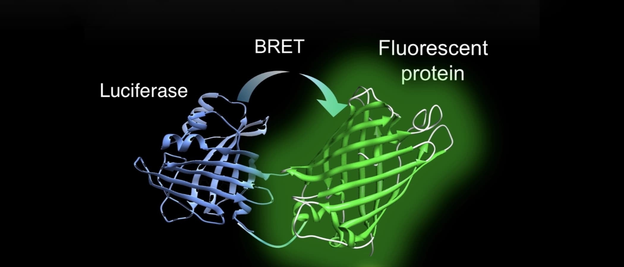 生物発光のエネルギー移動(BRET)を利用する発光タンパク質「ナノランタン」の構造