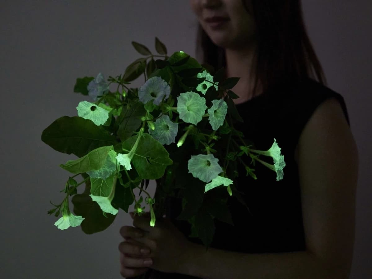 暗所で緑色に発光する花束を抱える人